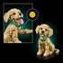 LEGO Icons Golden Retriever Puppy figure features tan plastic brick-built fur, floppy ears and a seated dog form with teal collar, yellow tag and raised paw against a dark display background.