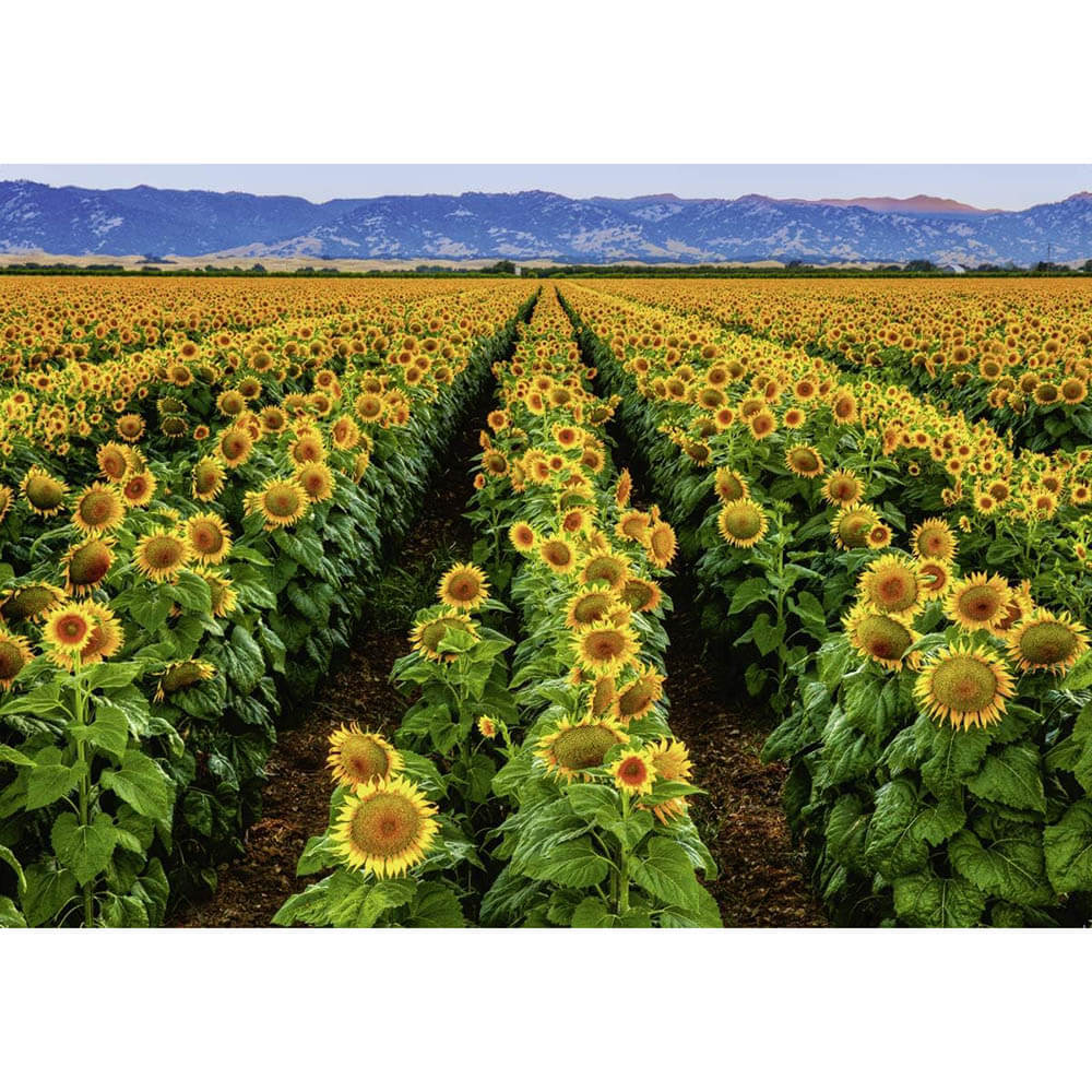 Ravensburger Fields of Gold 1000 Piece Puzzle