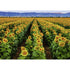 Ravensburger Fields of Gold 1000 Piece Puzzle