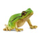 Schleich Wild Life European Tree Frog