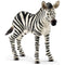 Schleich zebra foal figurine featuring white and black painted stripes, textured hard plastic surface, realistic standing pose, and detailed mane and hooves, designed as a small scale wildlife toy on a clean white background.